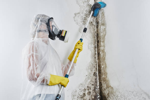 Best Commercial Mold Remediation in Pawnee, OK