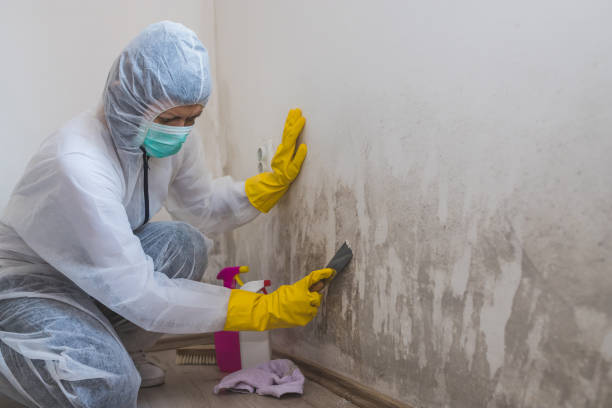 Best Emergency Mold Remediation in Pawnee, OK