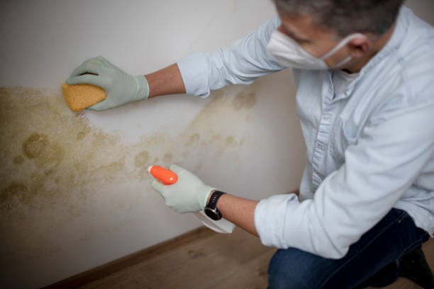 Best Residential Mold Remediation in Pawnee, OK
