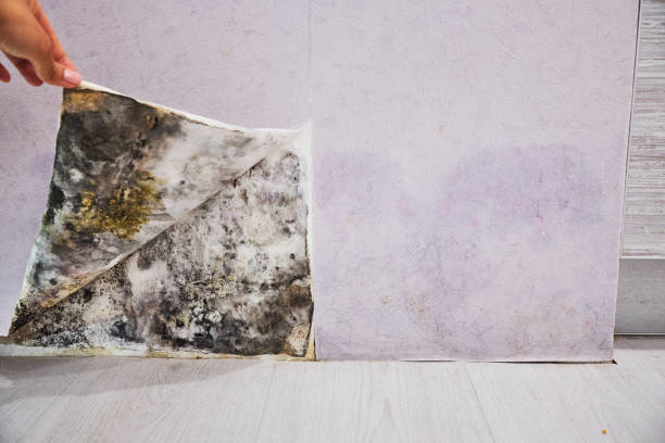 Best Basement Mold Remediation in Pawnee, OK